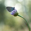 Klaverblauwtje van peter reinders