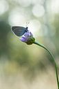 Cloverblue by peter reinders thumbnail