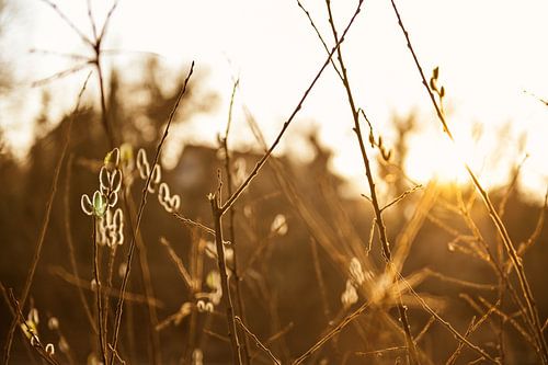 Willow catkin in the sunset