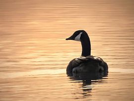 Silhouette of a duck on the water by Maickel Dedeken