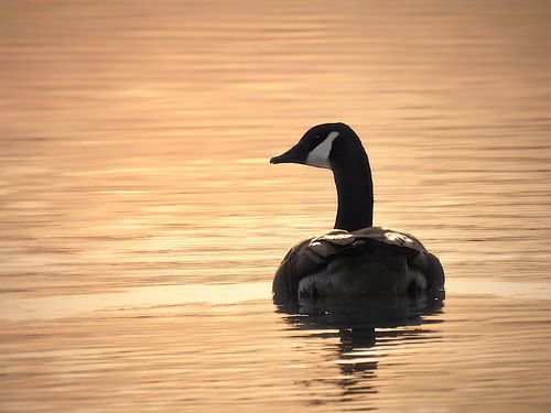 Silhouet van een gans op het water