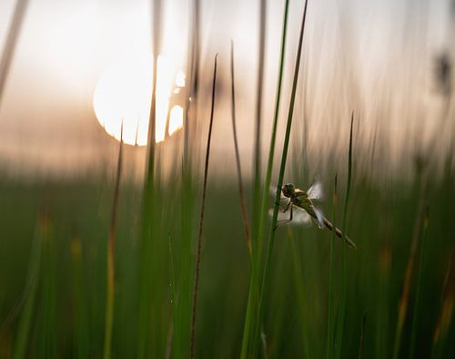 libellen en juffers part 2