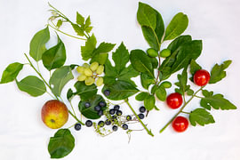 Schätze aus Obstgarten und Garten von Hilda Weges