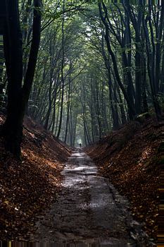 fietspad door de herfst