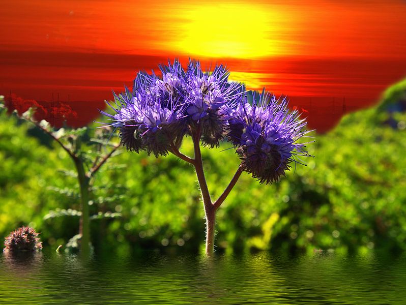 Flowerwater par Edgar Schermaul