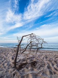 Baumstamm am Weststrand auf dem Fischland-Darß