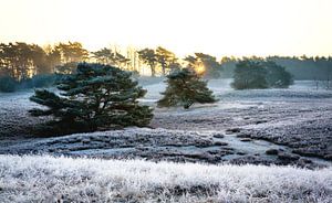 Winterliche Heidelandschaft mit Raureifschicht bei Sonnenaufgang