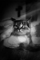 holy cat