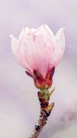 kersenbloesemknop van Kristin M