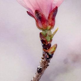 Kirschblütenknospe von Kristin M