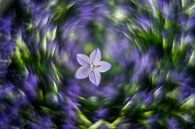 blaue Blume von Udo Wanninger limitiete Auflage Miniaturansicht