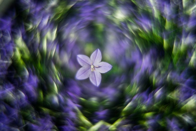 fleur bleue par Udo Wanninger limitiete Auflage