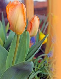 tulips by M.A. Ziehr