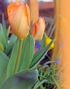 tulips van M.A. Ziehr