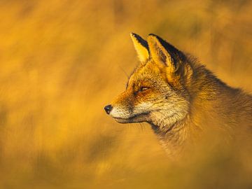 The Hunt by Arjen Kommer