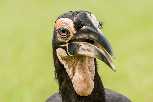 Nombre de klaxons du Sud