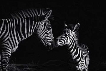 Zebra moeder en veulen in zwart-wit van De Muurdecoratie