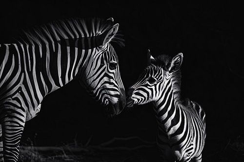 Mère zébrée et son poulain en noir et blanc