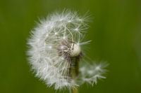 Uitgebloeide paardenbloem