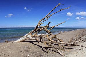 Vieux arbre - débris flottants sur la plage