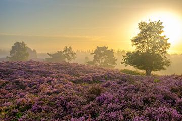 Bruyères en fleurs dans un paysage de bruyère au lever du soleil sur Sjoerd van der Wal Photographie