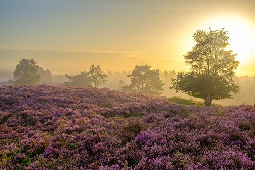 Bloeiende heideplanten in heidelandschap tijdens zonsopkomst