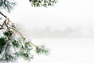 Dennentak in de sneeuw op landgoed in Nederland van Ron van der Stappen thumbnail