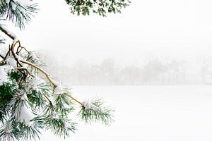 Branche de pin dans la neige sur une propriété de campagne aux Pays-Bas sur Ron van der Stappen