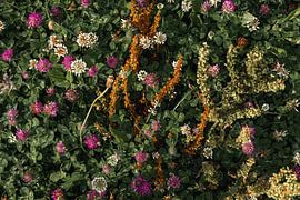 En pleine floraison - Druten sur Judith Gerritsen