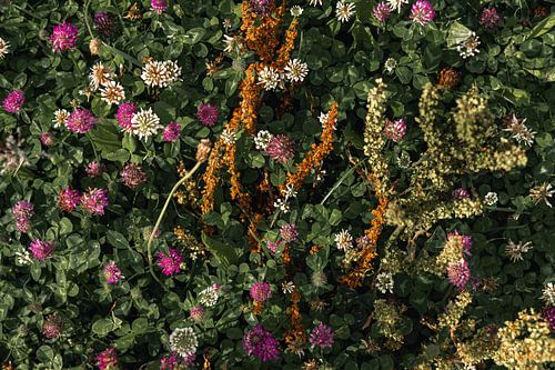 In voller Blüte - Druten