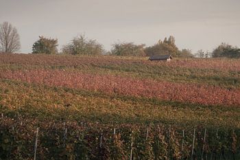 Vineyards ablaze with autumn colours
