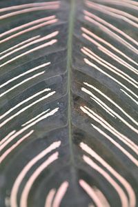 Muster auf einem Blatt in Farbe.