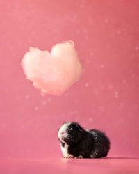 Cavia onder een hartvormige wolk – romantische dierenfoto met roze achtergrond