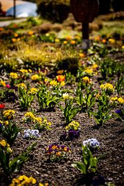 Rathenow "City of Optics by David Krause