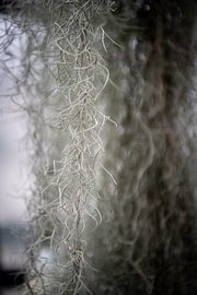 Les artères vitales de la nature : macrophotographies de beautés botaniques sur Lena Remmert