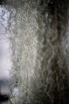 Les artères vitales de la nature : macrophotographies de beautés botaniques sur Lena Remmert
