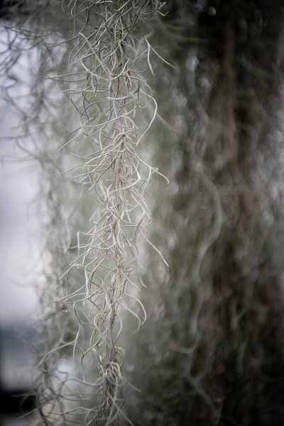 Lifelines of nature: macro shots of botanical beauties by Lena Remmert
