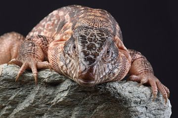 Rode Teju (Salvator rufescens) van Ronald Pol