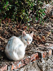 Blauäugige Katze