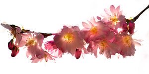 Kirschblüten von Kurt Krause