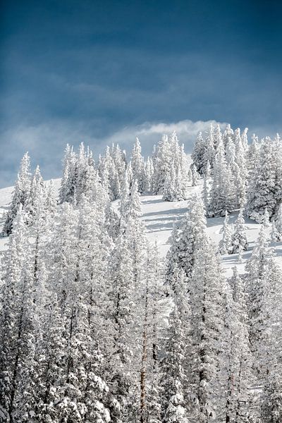 Winter Vibes by Hello Pompoyo