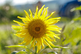 Single Sunflower Blossom with Green Background by de-nue-pic