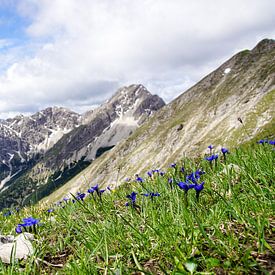 Le parc naturel des Alpes d'Ammergau fait partie des plus beaux paysages de Bavière. Il combine une nature intacte, des montagnes variées et des alpages riches en traditions. sur Miriam Schwarzfischer Fotografie