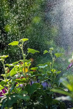 Pluie dans un parterre surélevé sur Thomas Riess