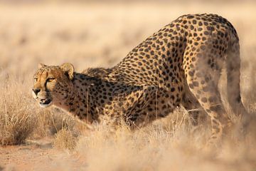 Jachtluipaard - cheetah (Acinonyx jubatus) van Bas Meelker