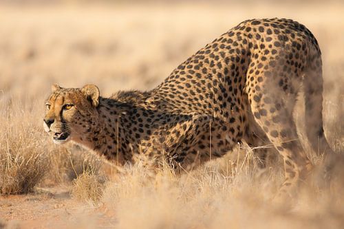 Cheetah (Acinonyx jubatus)