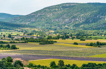 Lavendelvelden bij Mont Ventoux