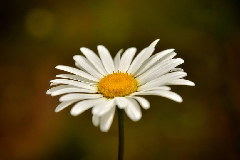 Margrietje by Monique Verlouw