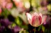 roze witte tulp met meerdere bloemen op de achtergrond van Margriet Hulsker thumbnail