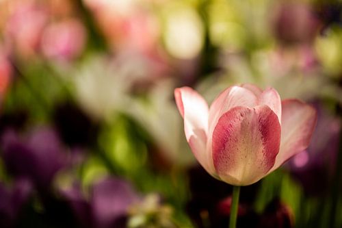 pink white tulip with several flowers in the background